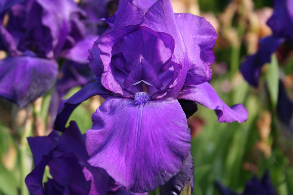 Hohe Schwertlilie 'Matinata'