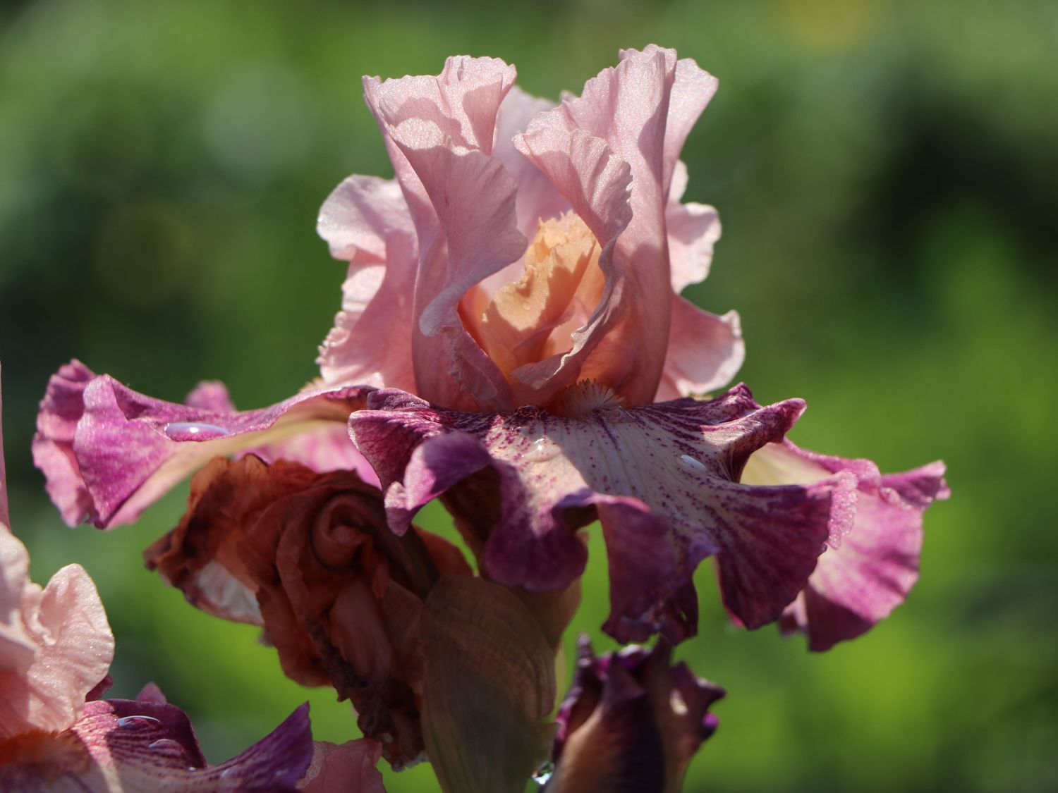 Hohe Schwertlilie 'Musician' - Iris x barbata-elatior 'Musician'