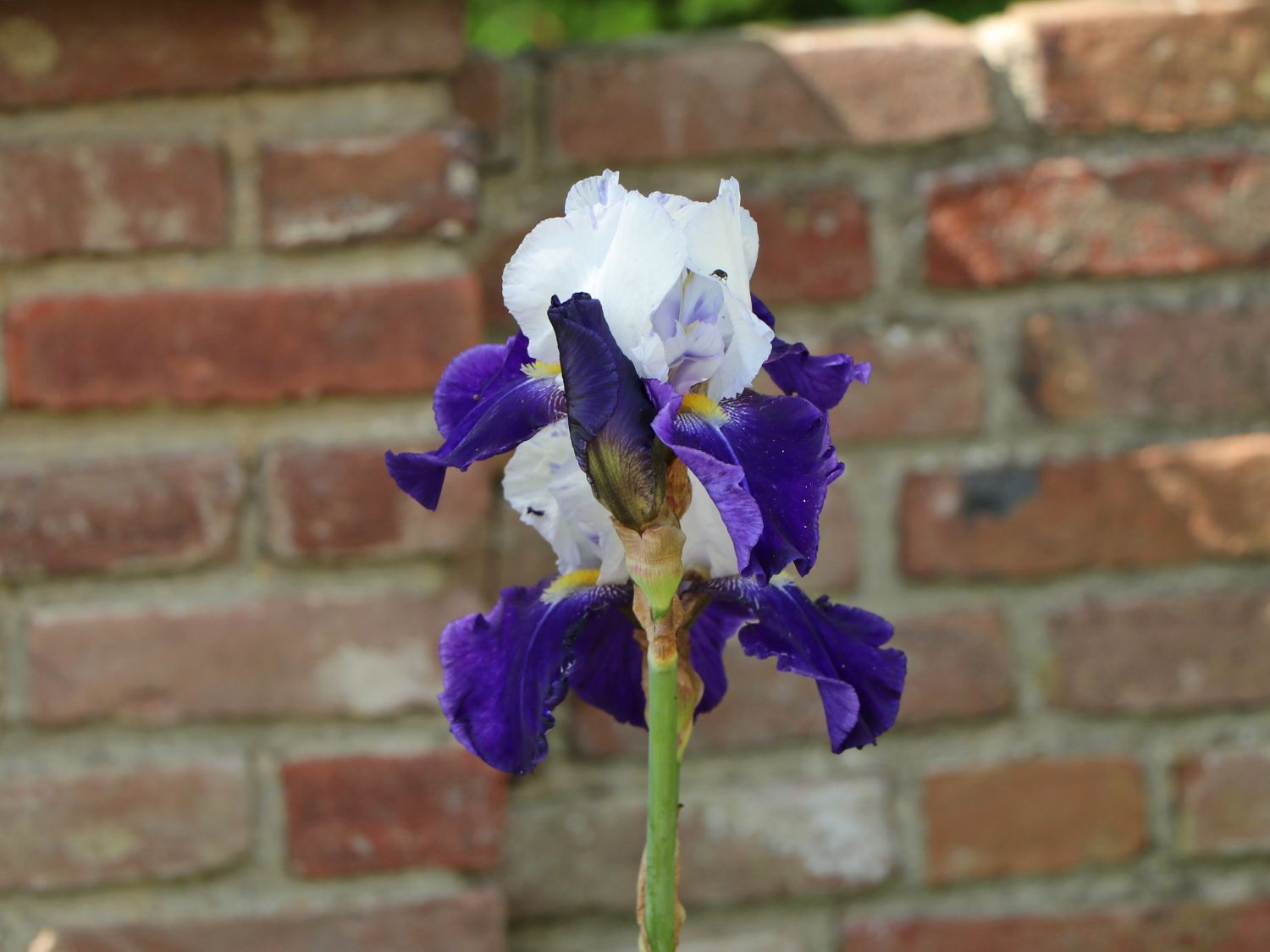 Hohe Schwertlilie 'Night Edition'