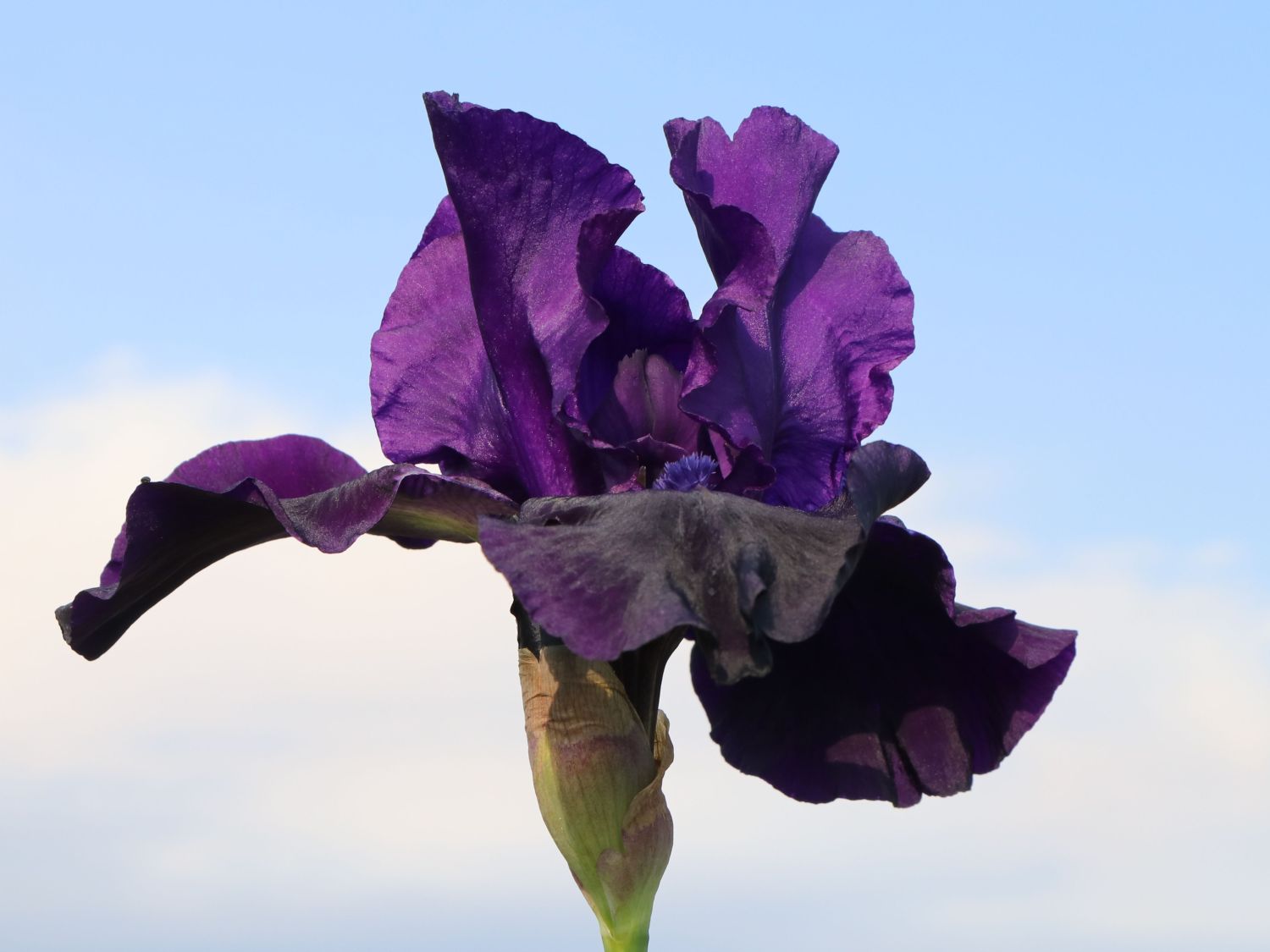 Hohe Schwertlilie 'Night Owl'