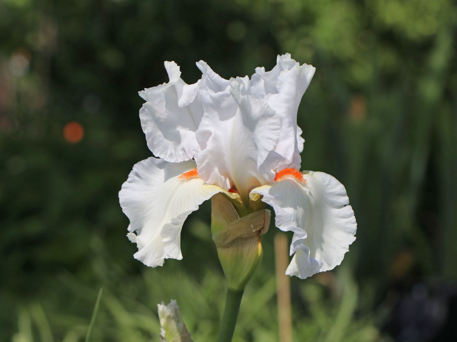Hohe Schwertlilie 'Nordica' - Iris x barbata-elatior 'Nordica'