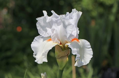 Hohe Schwertlilie 'Nordica' - Iris x barbata-elatior 'Nordica'