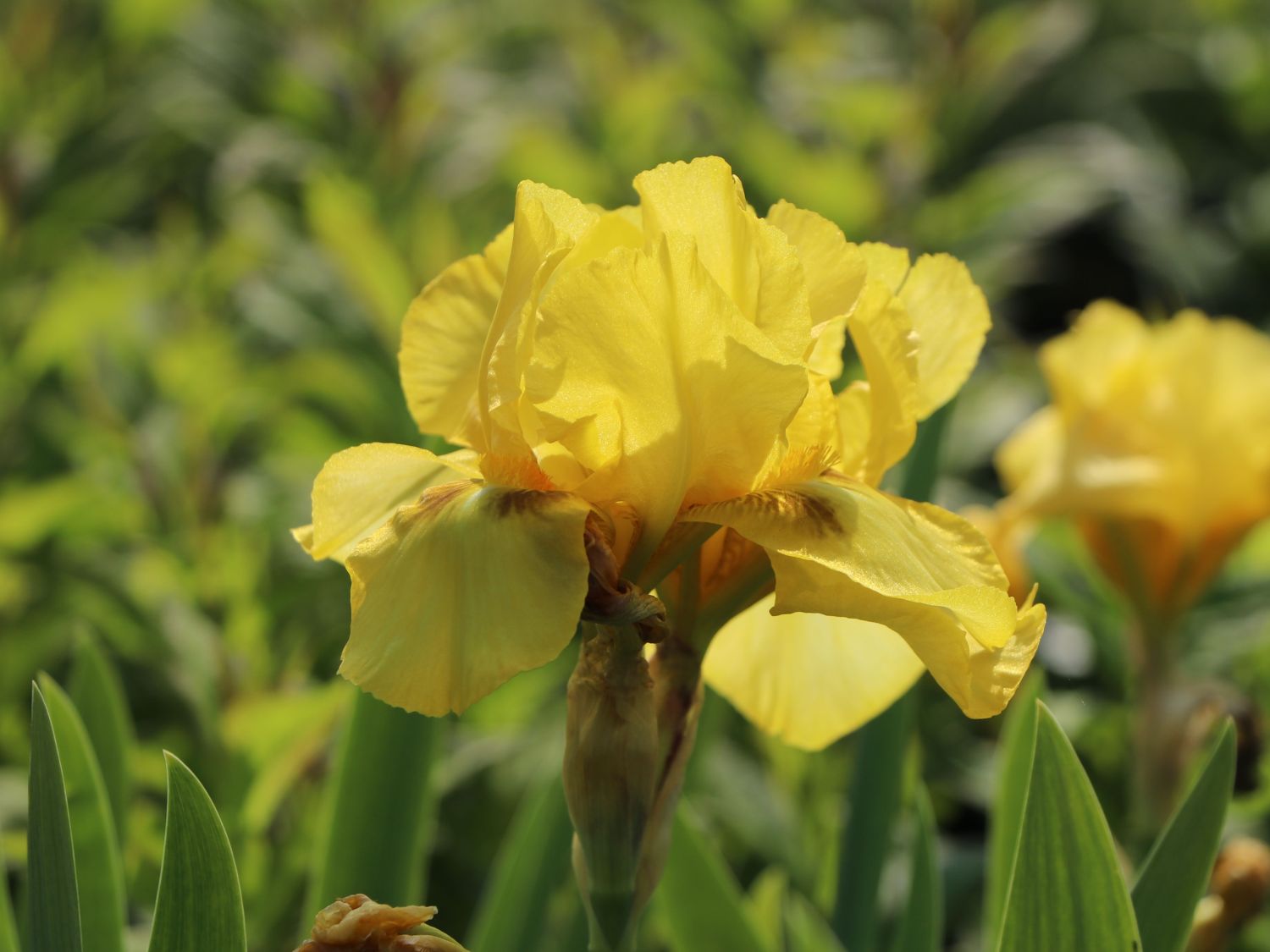 Hohe Schwertlilie 'Ola Kala'