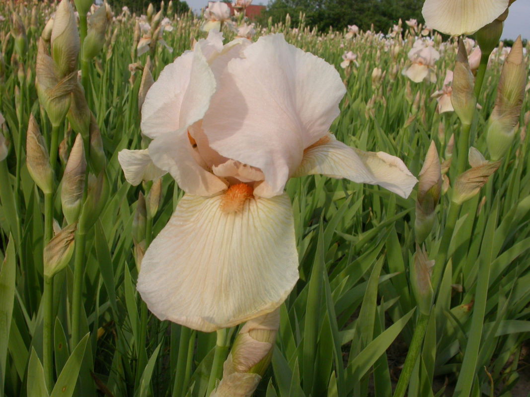 Hohe Bart-Iris 'One Desire'