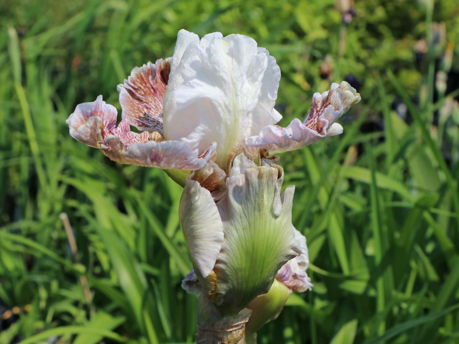 Hohe Schwertlilie 'Owyhee Desert' - Iris x barbata-elatior 'Owyhee Desert'