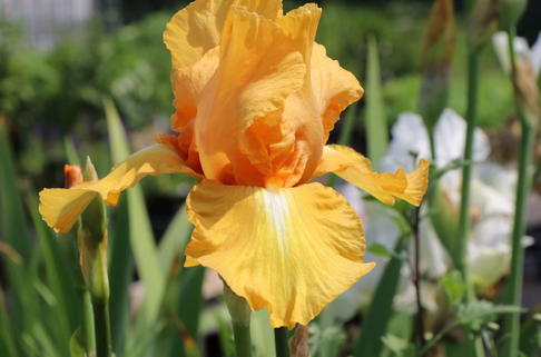 Hohe Schwertlilie 'Piroska' - Iris x barbata-elatior 'Piroska'