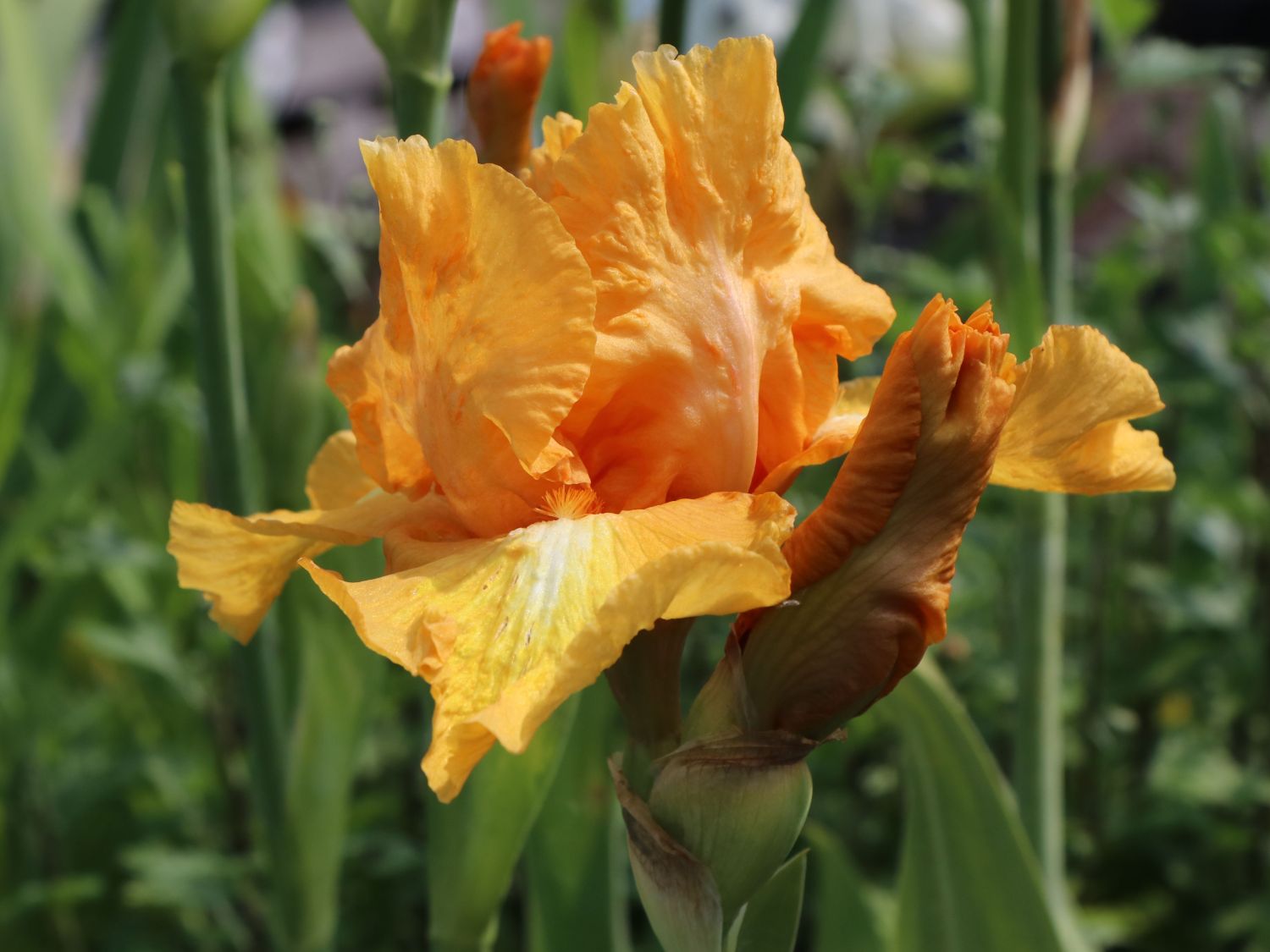 Hohe Schwertlilie 'Piroska' - Iris x barbata-elatior 'Piroska'