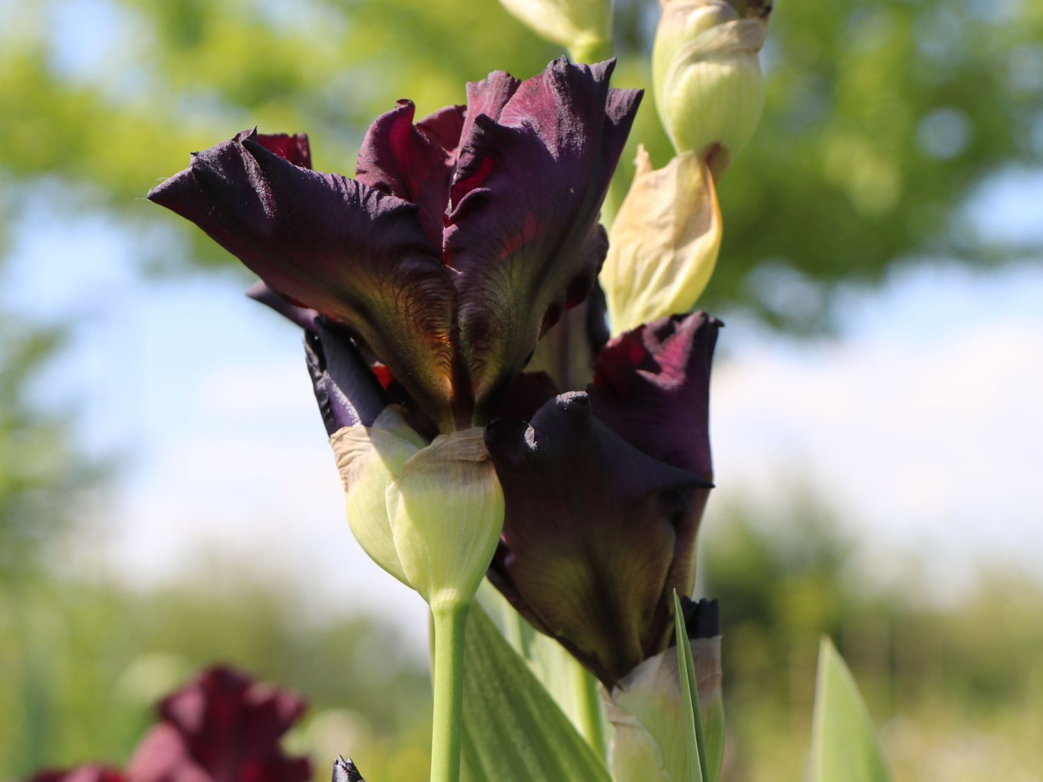 Hohe Schwertlilie 'Raptor Red' - Iris x barbata-elatior 'Raptor Red'