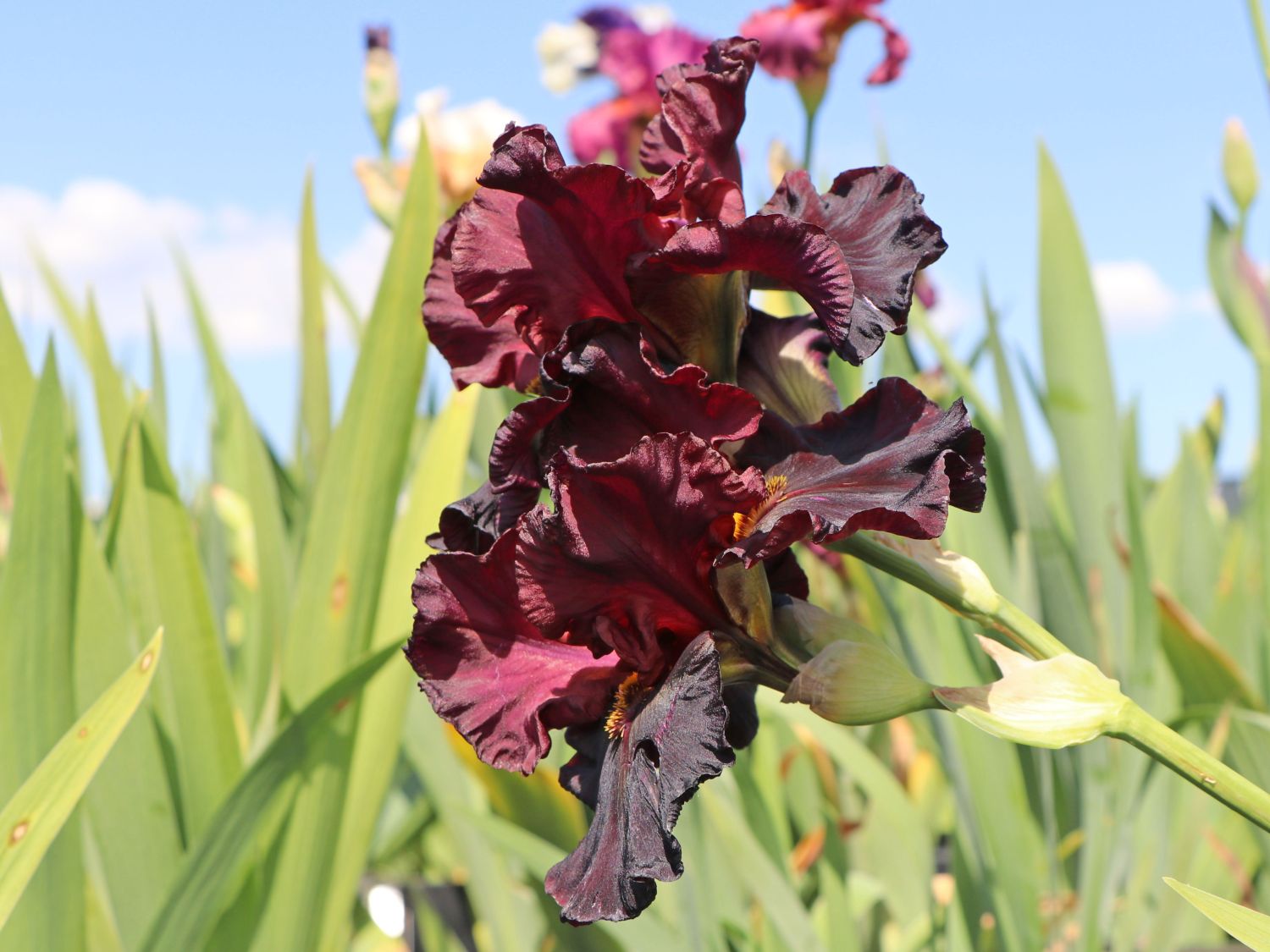 Hohe Schwertlilie 'Raptor Red' - Iris x barbata-elatior 'Raptor Red'