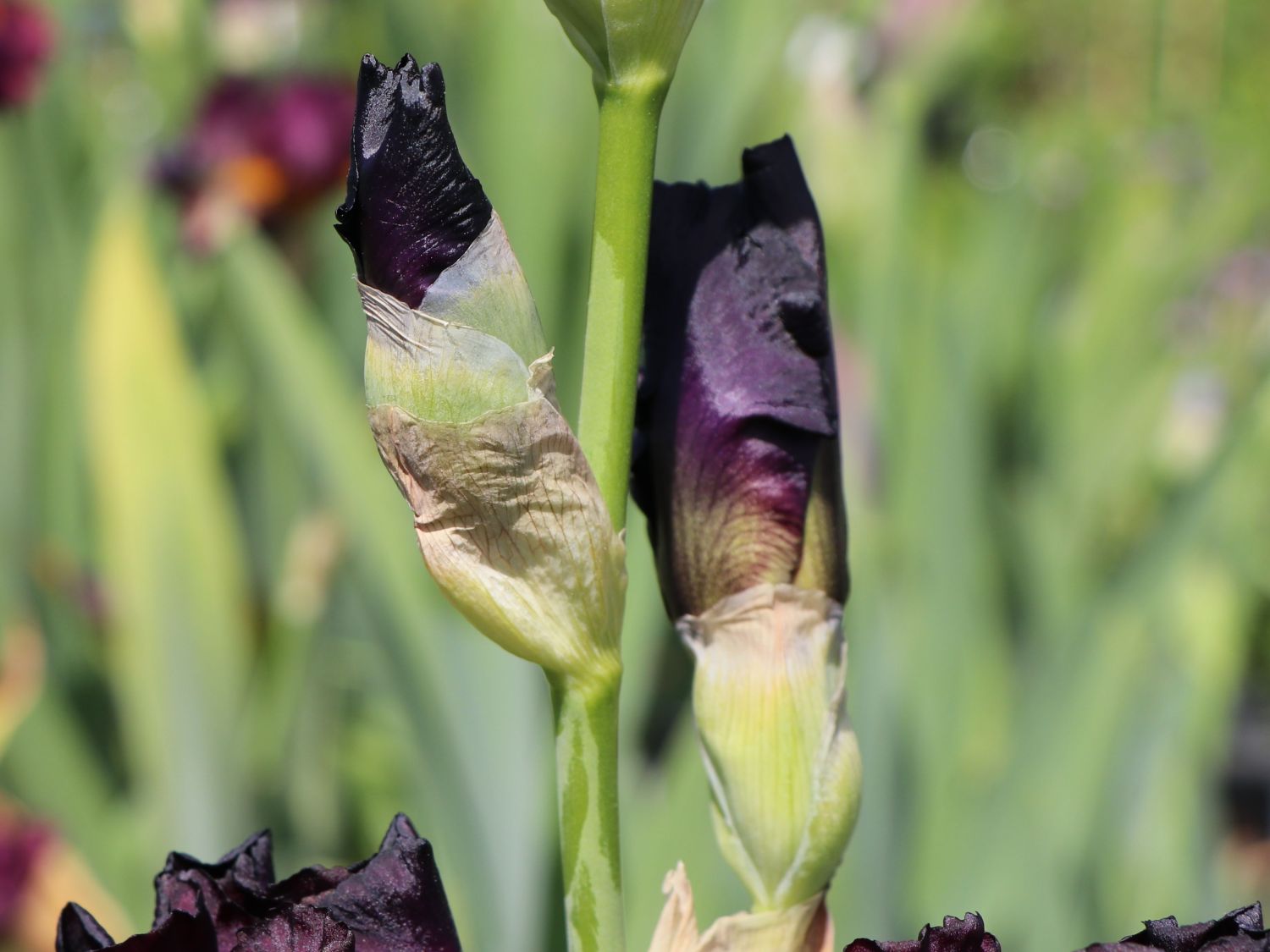Hohe Schwertlilie 'Raptor Red' - Iris x barbata-elatior 'Raptor Red'
