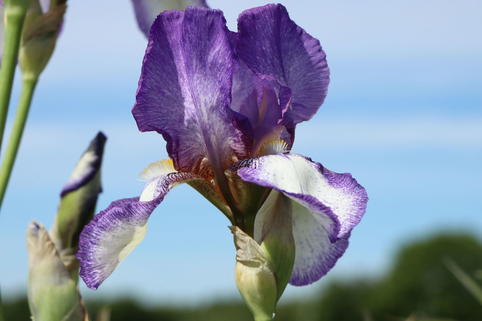 Hohe Schwertlilie 'Ribbon Round' - Iris x barbata-elatior 'Ribbon Round'