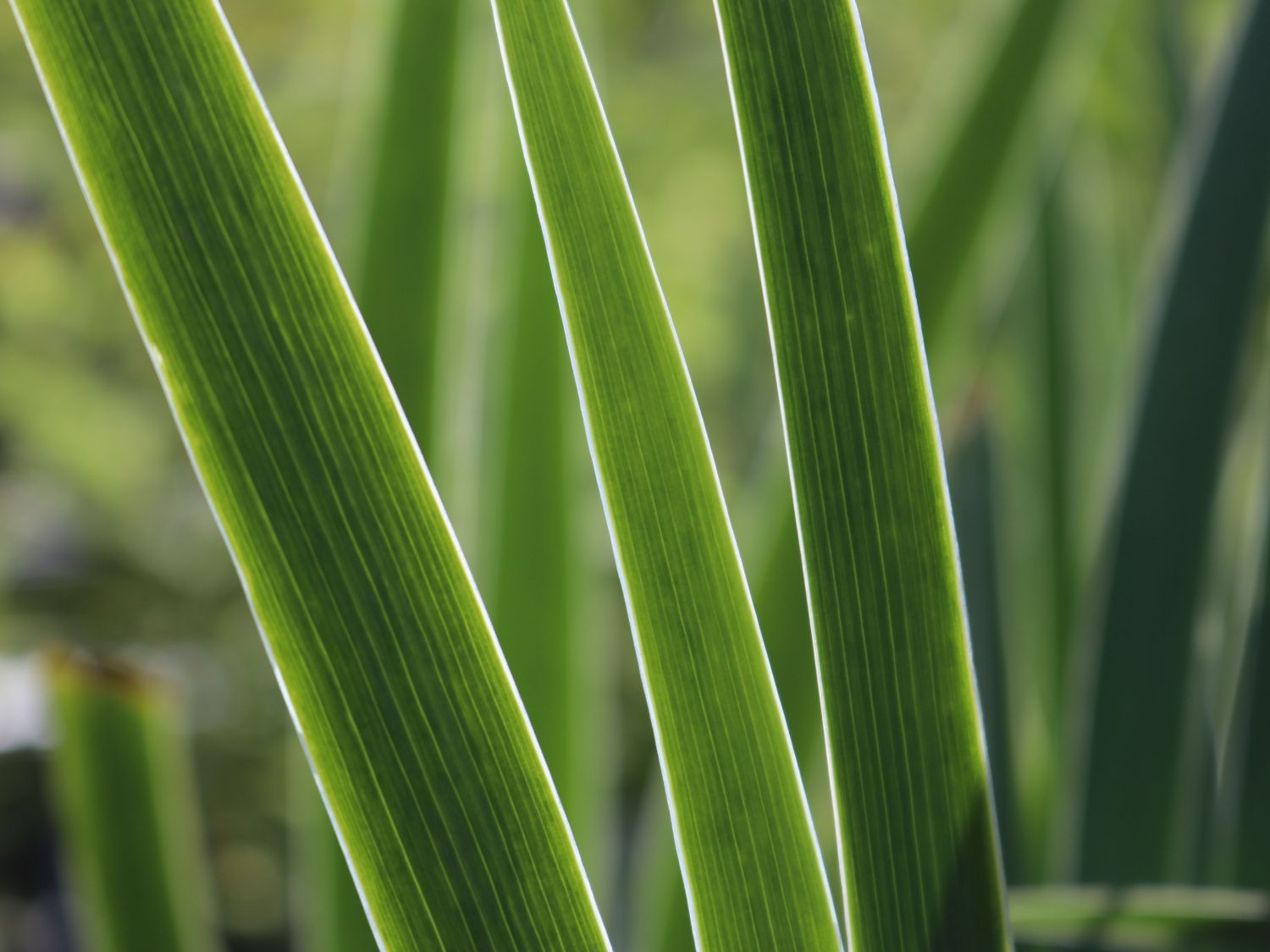 Hohe Schwertlilie 'Ribbon Round' - Iris x barbata-elatior 'Ribbon Round'