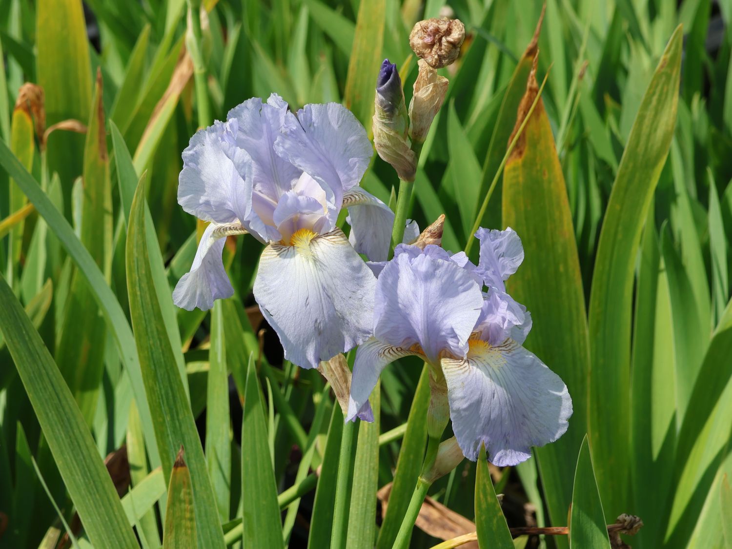 Hohe Schwertlilie 'Springtime Madonna'