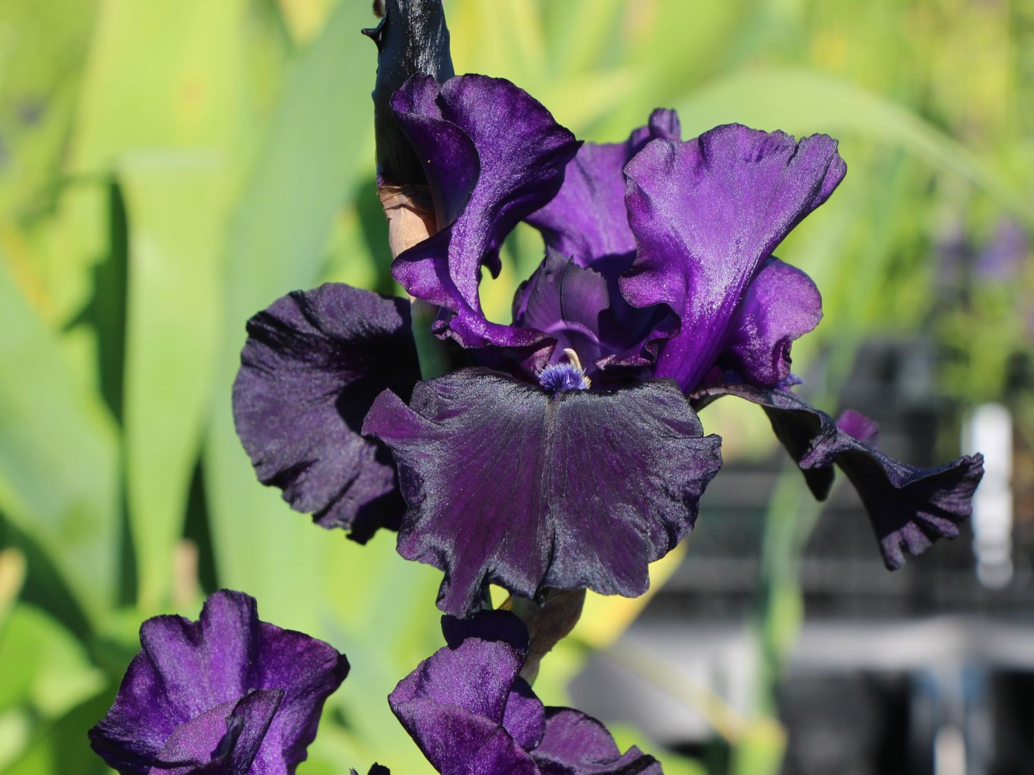 Hohe Schwertlilie 'Superstition'