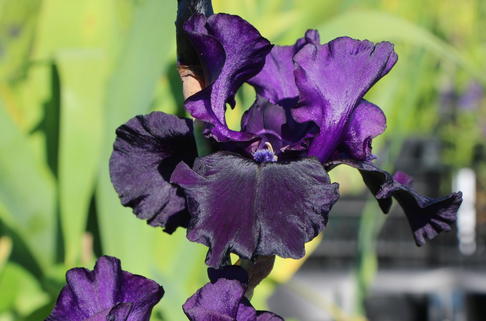 Hohe Schwertlilie 'Superstition' - Iris x barbata-elatior 'Superstition'