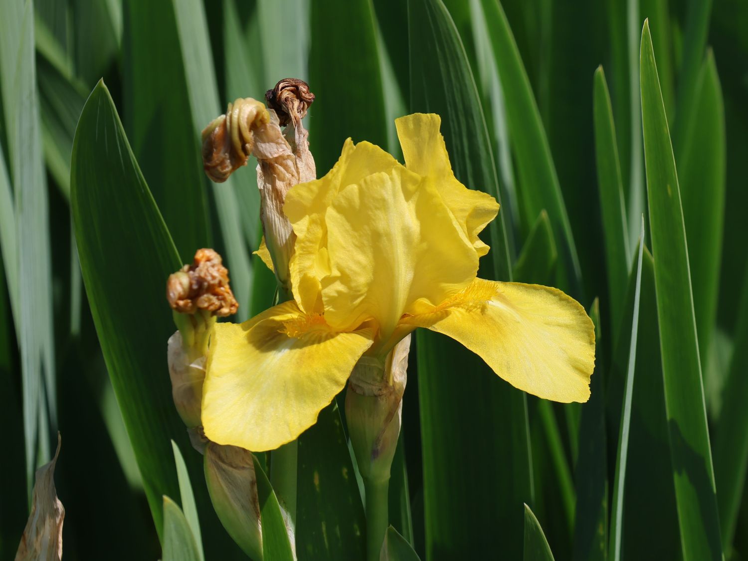Hohe Schwertlilie 'Szintella' - Iris x barbata-elatior 'Szintella'