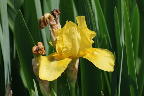 Hohe Schwertlilie 'Szintella' - Iris x barbata-elatior 'Szintella'