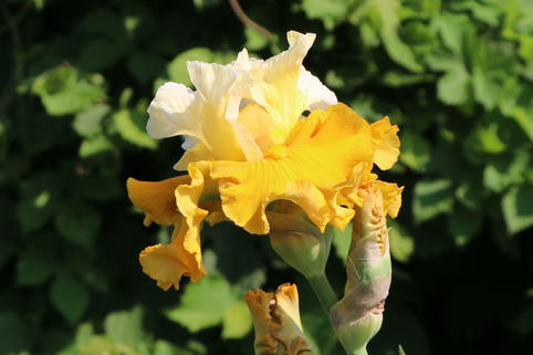 Hohe Schwertlilie 'Tour de France' - Iris x barbata-elatior 'Tour de France'