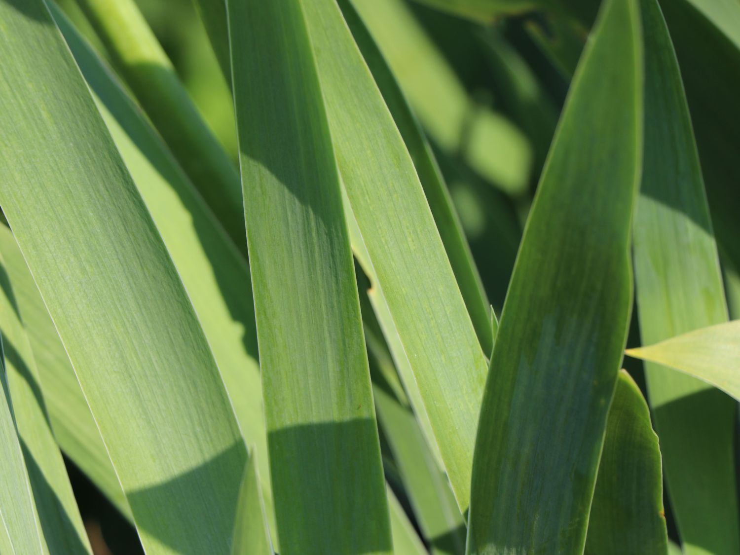 Hohe Schwertlilie 'Tour de France' - Iris x barbata-elatior 'Tour de France'
