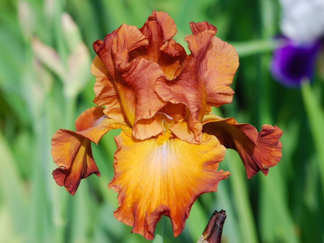 Hohe Schwertlilie 'Trail West'