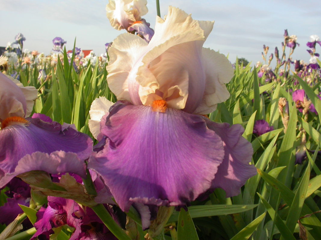 Hohe Bart-Iris 'Vague à Lame'