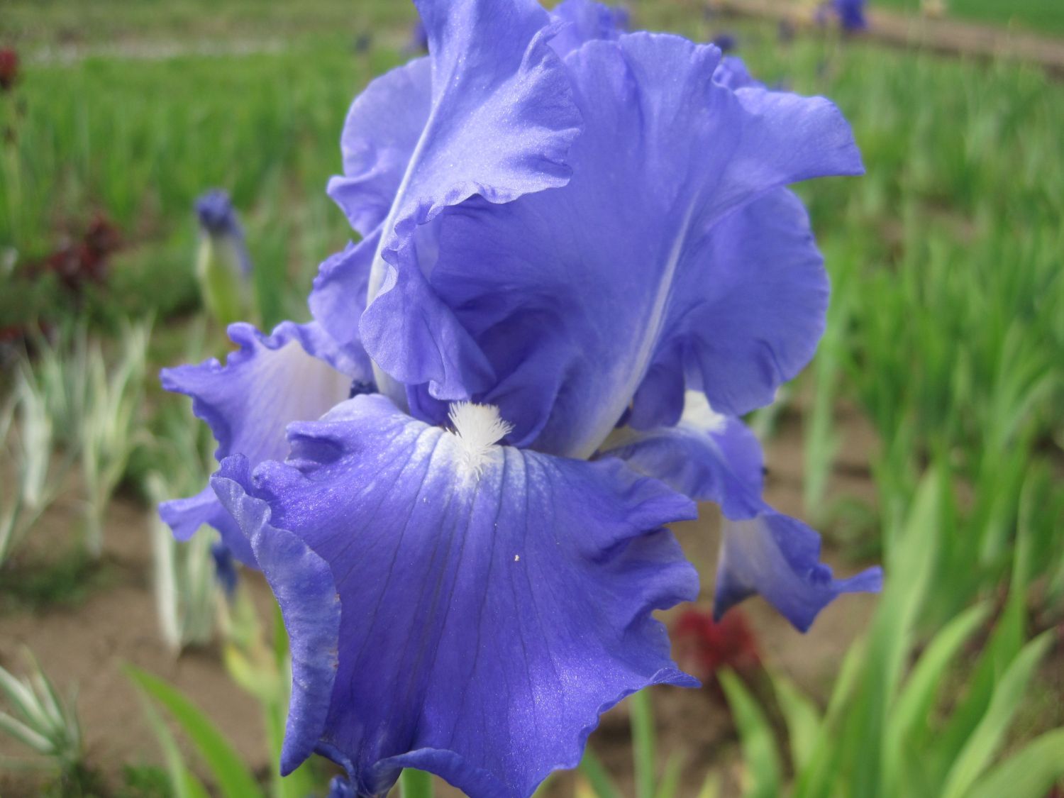 Hohe Schwertlilie 'Victoria Falls'