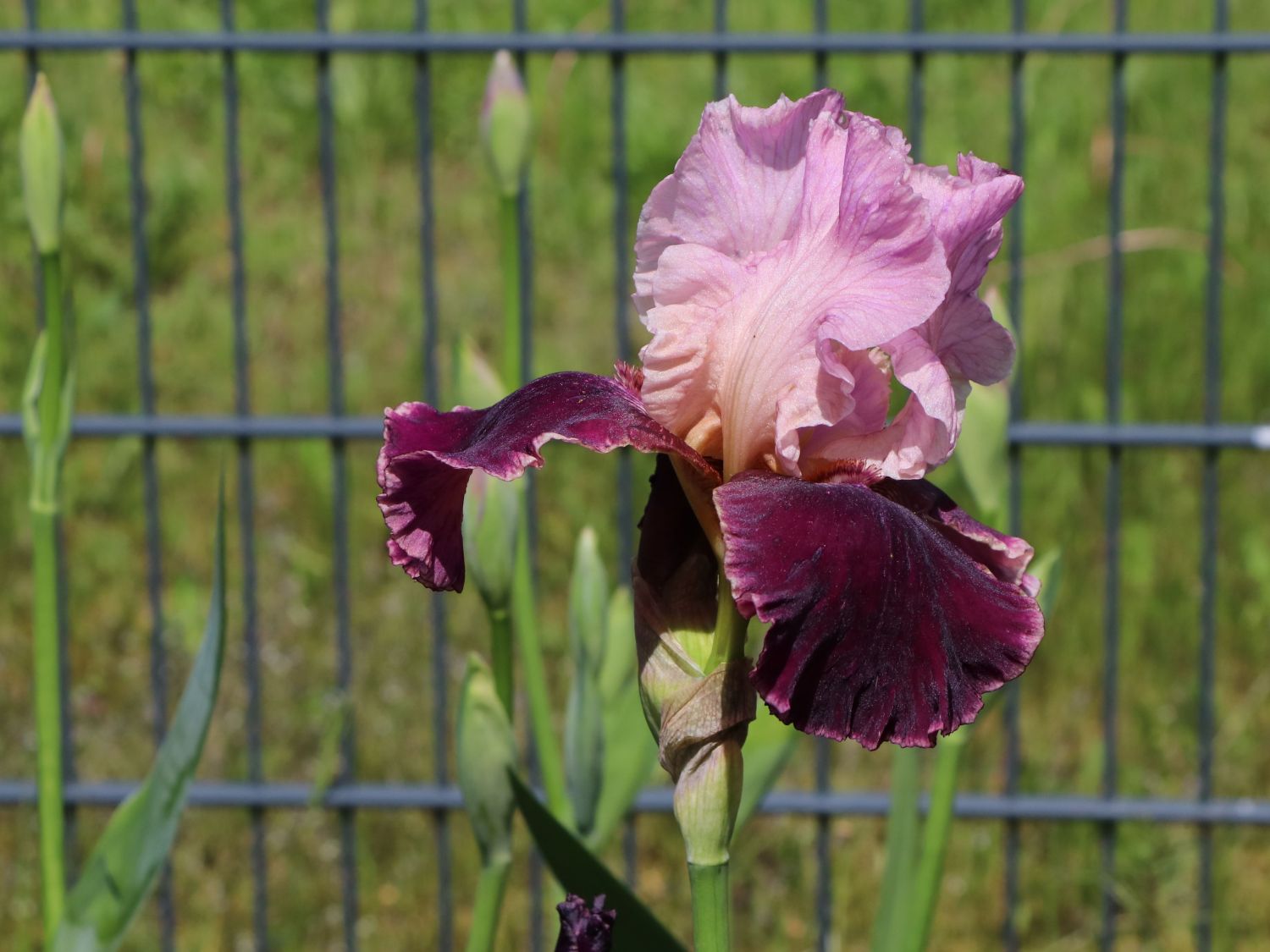 Hohe Schwertlilie 'Wine and Roses'