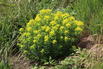 Hohe Wolfsmilch 'Goldener Turm' - Euphorbia cornigera 'Goldener Turm'