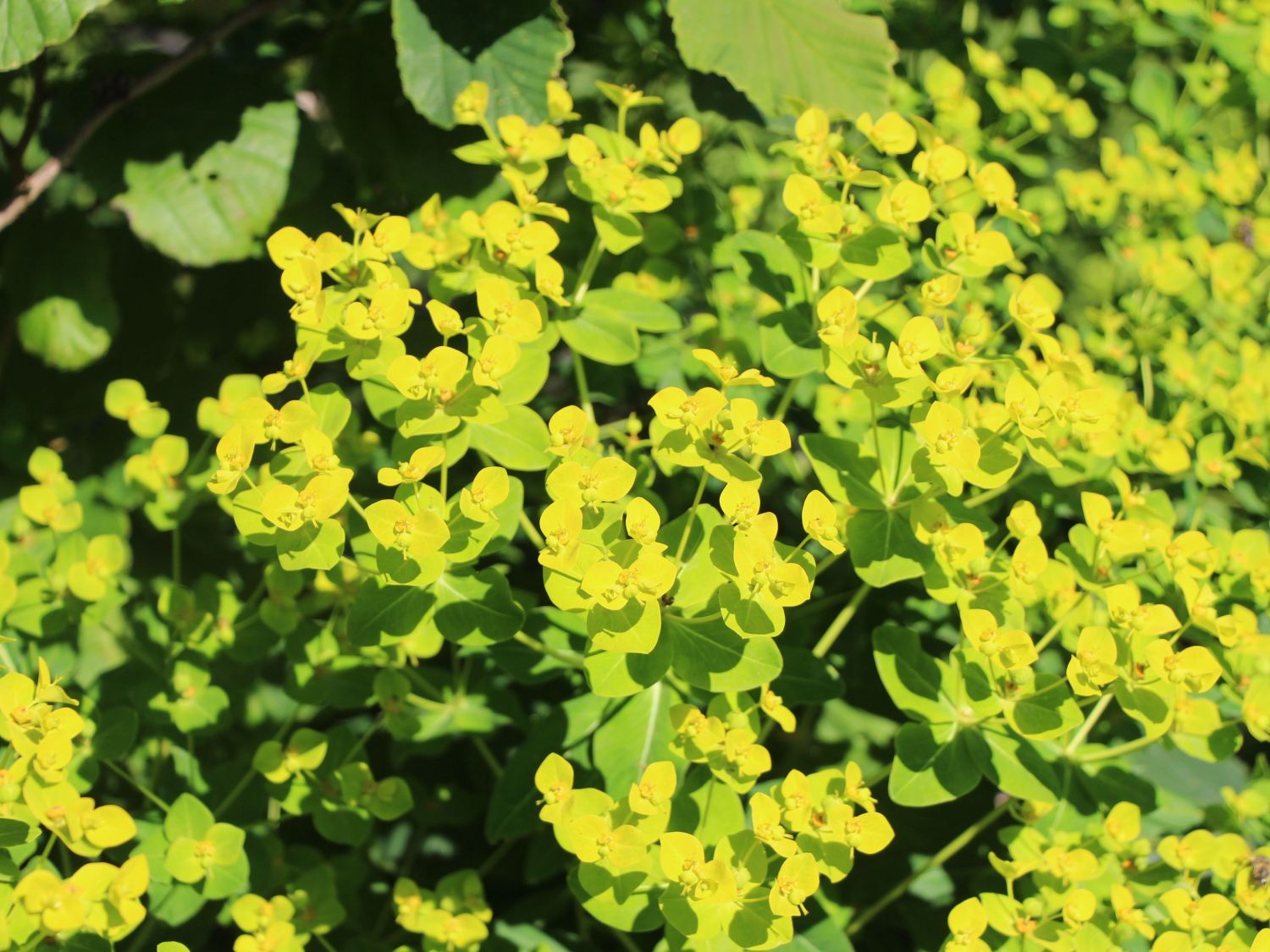 Hohe Wolfsmilch 'Goldener Turm' - Euphorbia cornigera 'Goldener Turm'