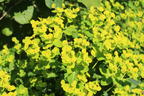 Hohe Wolfsmilch 'Goldener Turm' - Euphorbia cornigera 'Goldener Turm'