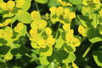 Hohe Wolfsmilch 'Goldener Turm' - Euphorbia cornigera 'Goldener Turm'