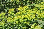 Hohe Wolfsmilch 'Goldener Turm' - Euphorbia cornigera 'Goldener Turm'