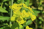 Hohe Wolfsmilch 'Goldener Turm' - Euphorbia cornigera 'Goldener Turm'