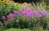 Hohen Flammenblume 'Hesperis'