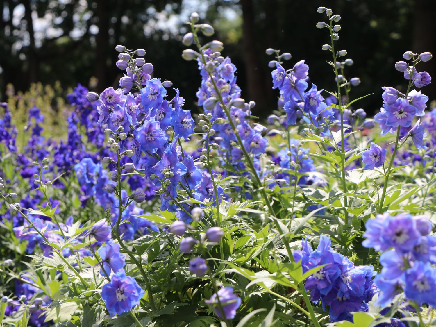 Hohen Rittersporn 'Independence'