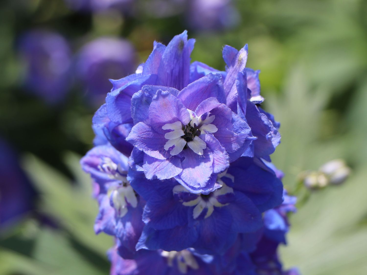 Hohen Rittersporn 'Independence' - Delphinium x elatum 'Independence'