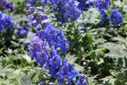 Hohen Rittersporn 'Independence' - Delphinium x elatum 'Independence'