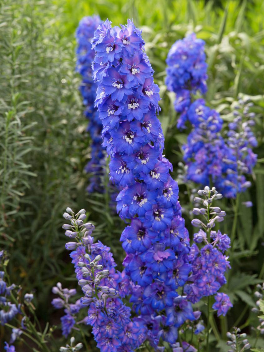 Hohen Rittersporn 'Independence' - Delphinium x elatum 'Independence'