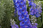 Hohen Rittersporn 'Independence' - Delphinium x elatum 'Independence'