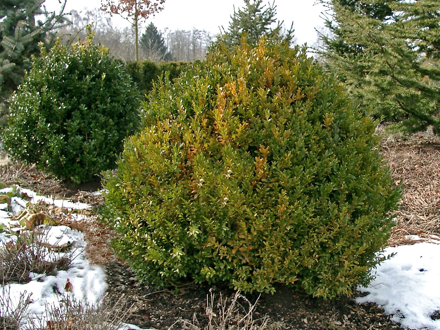 Hoher Buchsbaum - Buxus sempervirens var. arborescens