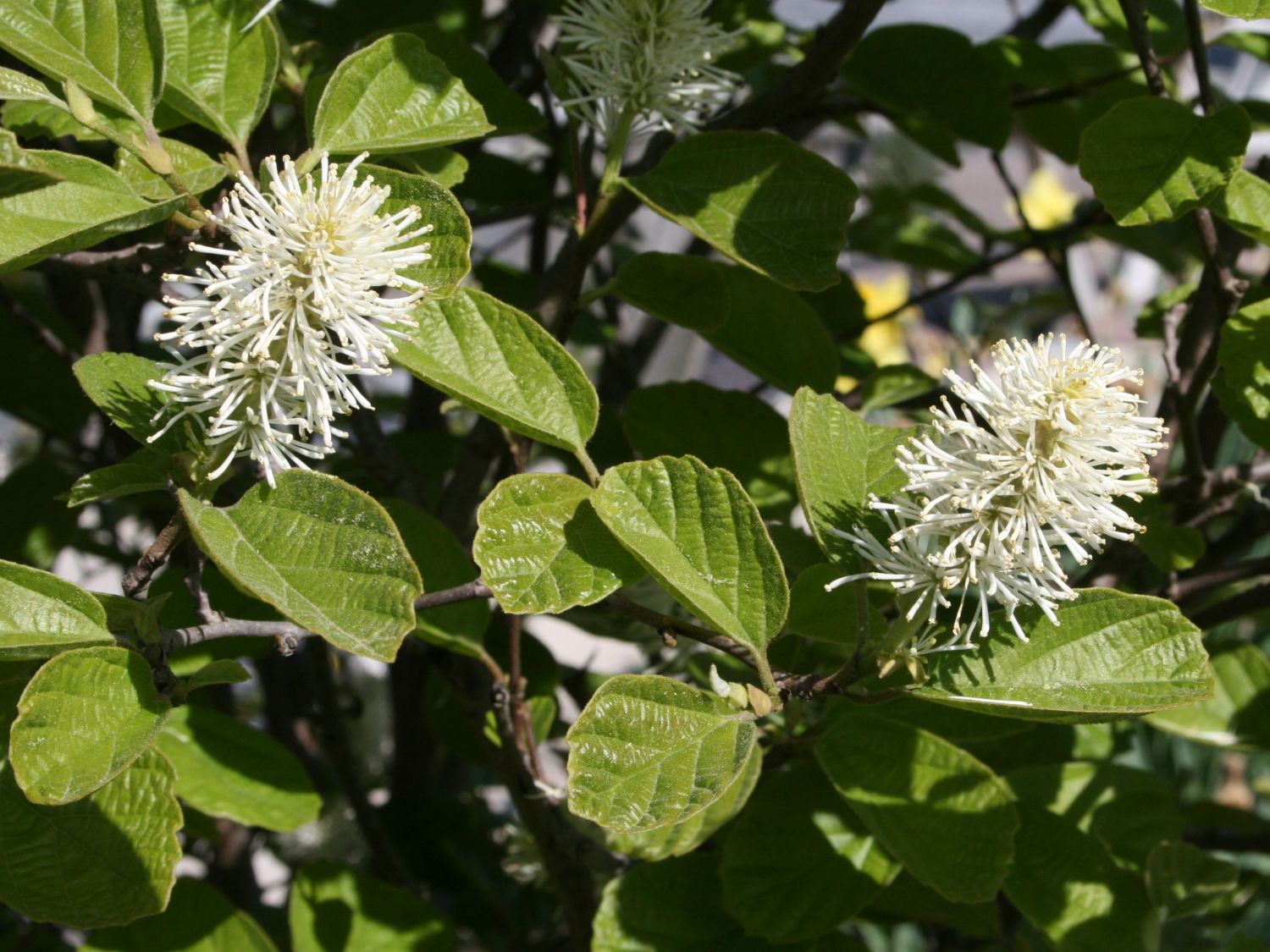 Federbuschsträucher (Fothergilla)