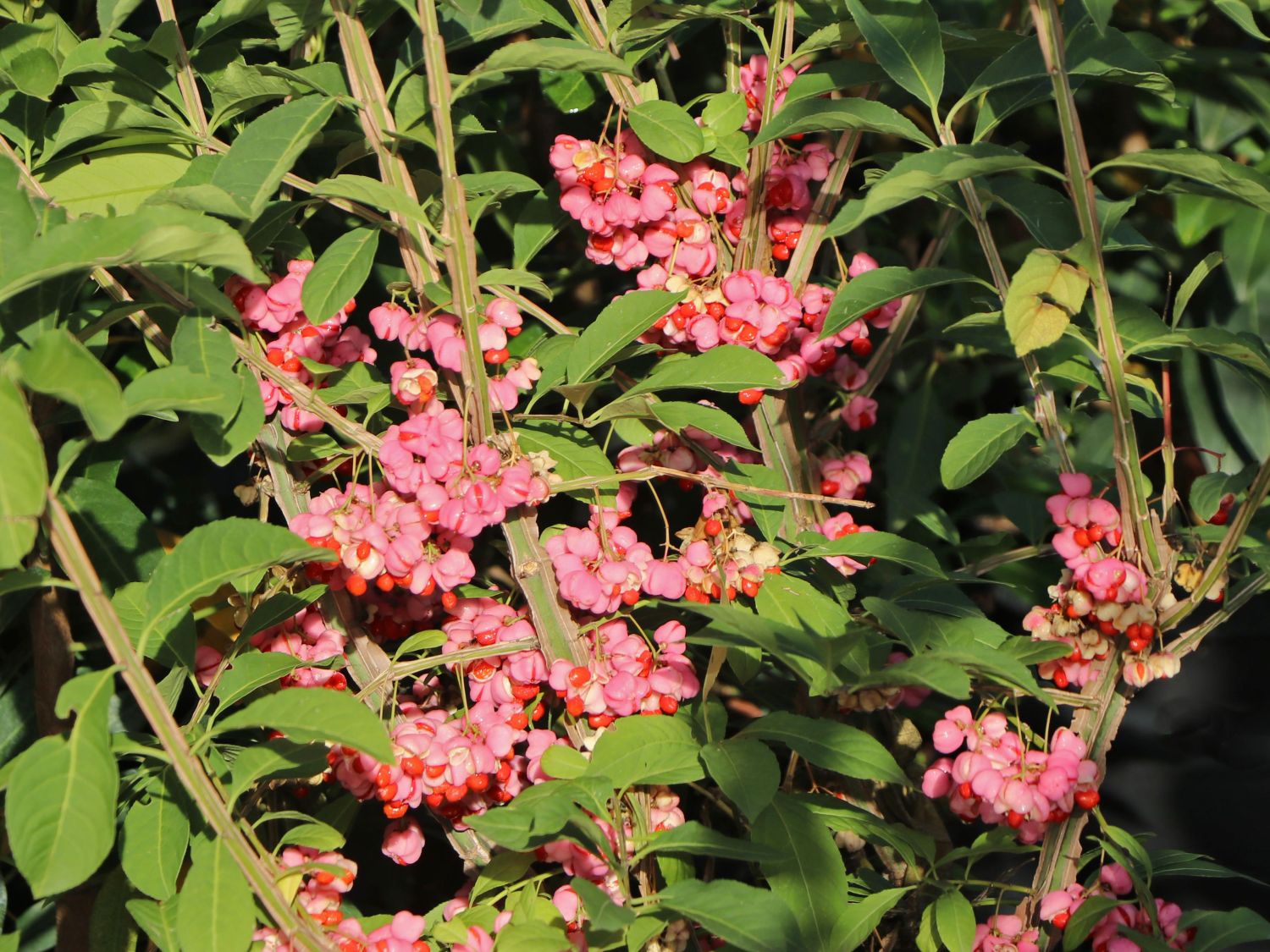 Hoher Korkflügelstrauch / Kork-Spindelstrauch
