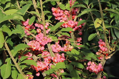 Hoher Korkflügelstrauch / Kork-Spindelstrauch - Euonymus phellomanus