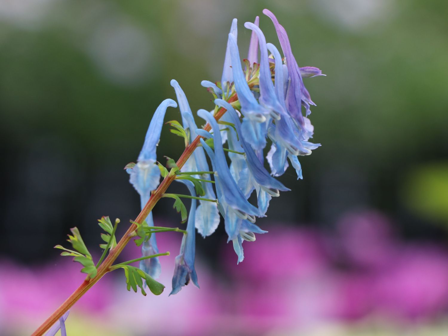 Hoher Lerchensporn 'Spinners' - Corydalis elata 'Spinners'