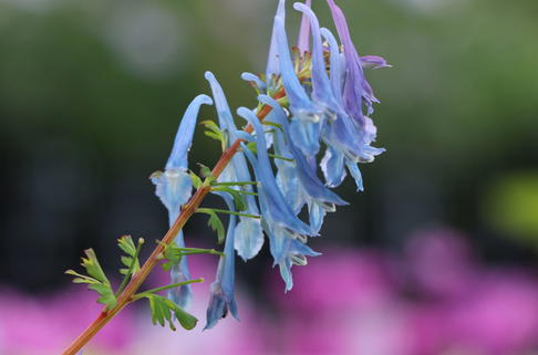 Hoher Lerchensporn 'Spinners' - Corydalis elata 'Spinners'