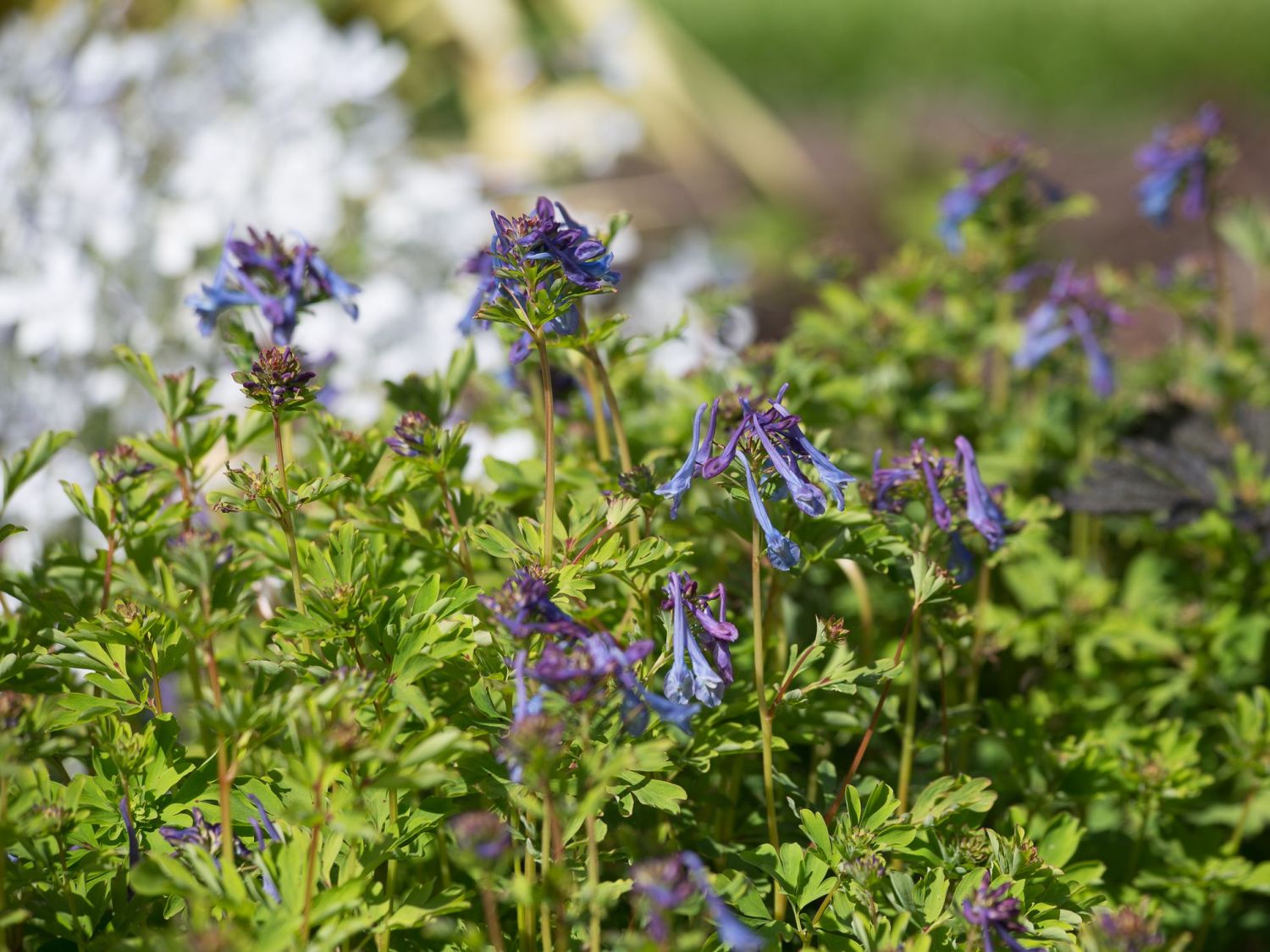 Lerchensporne (Corydalis)