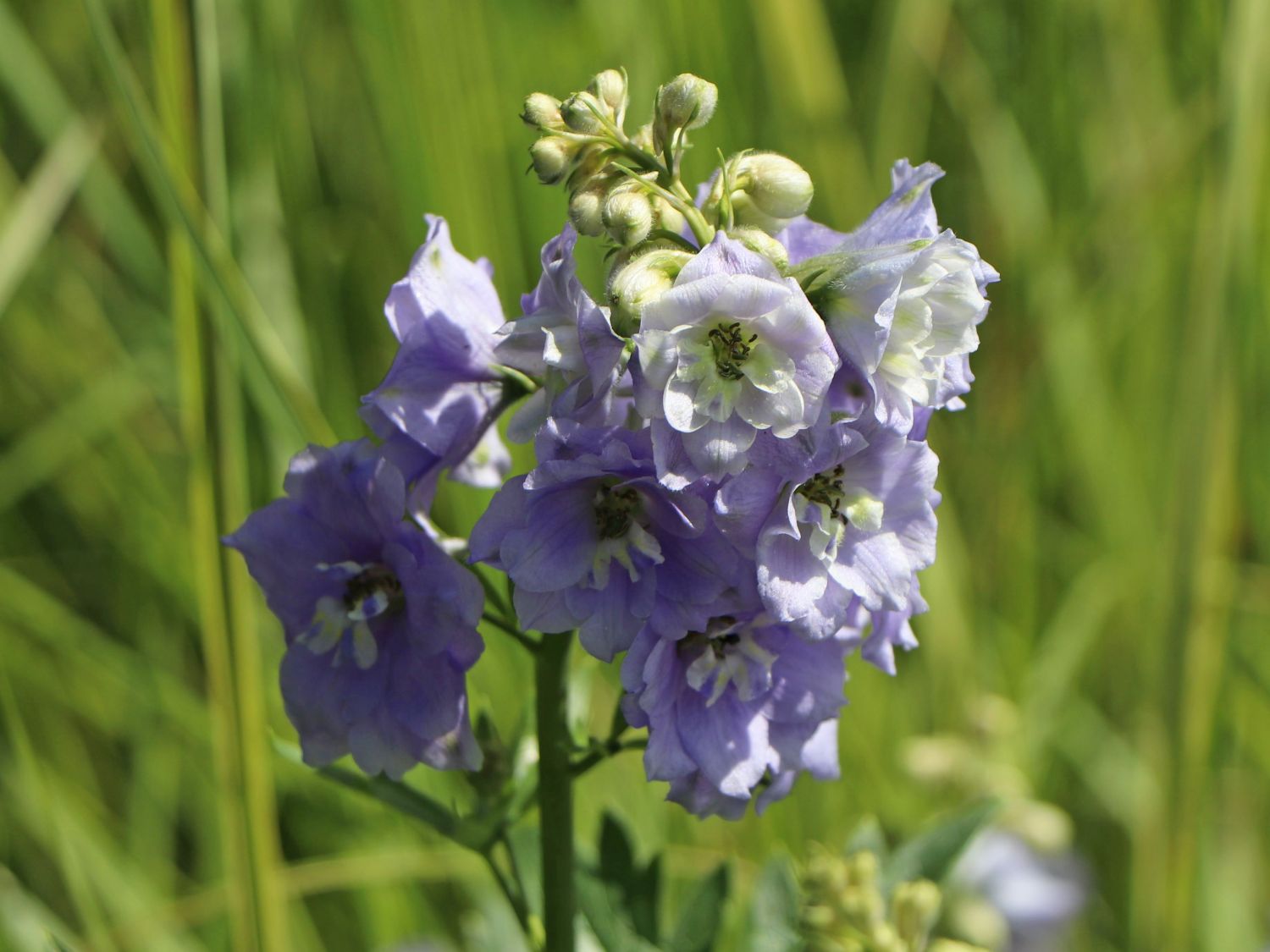 Hoher Rittersporn 'Delphi's Misty'