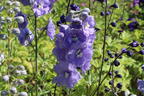 Hoher Rittersporn 'Delphi's Misty' - Delphinium x elatum 'Delphi's Misty'