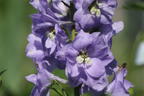 Hoher Rittersporn 'Delphi's Misty' - Delphinium x elatum 'Delphi's Misty'