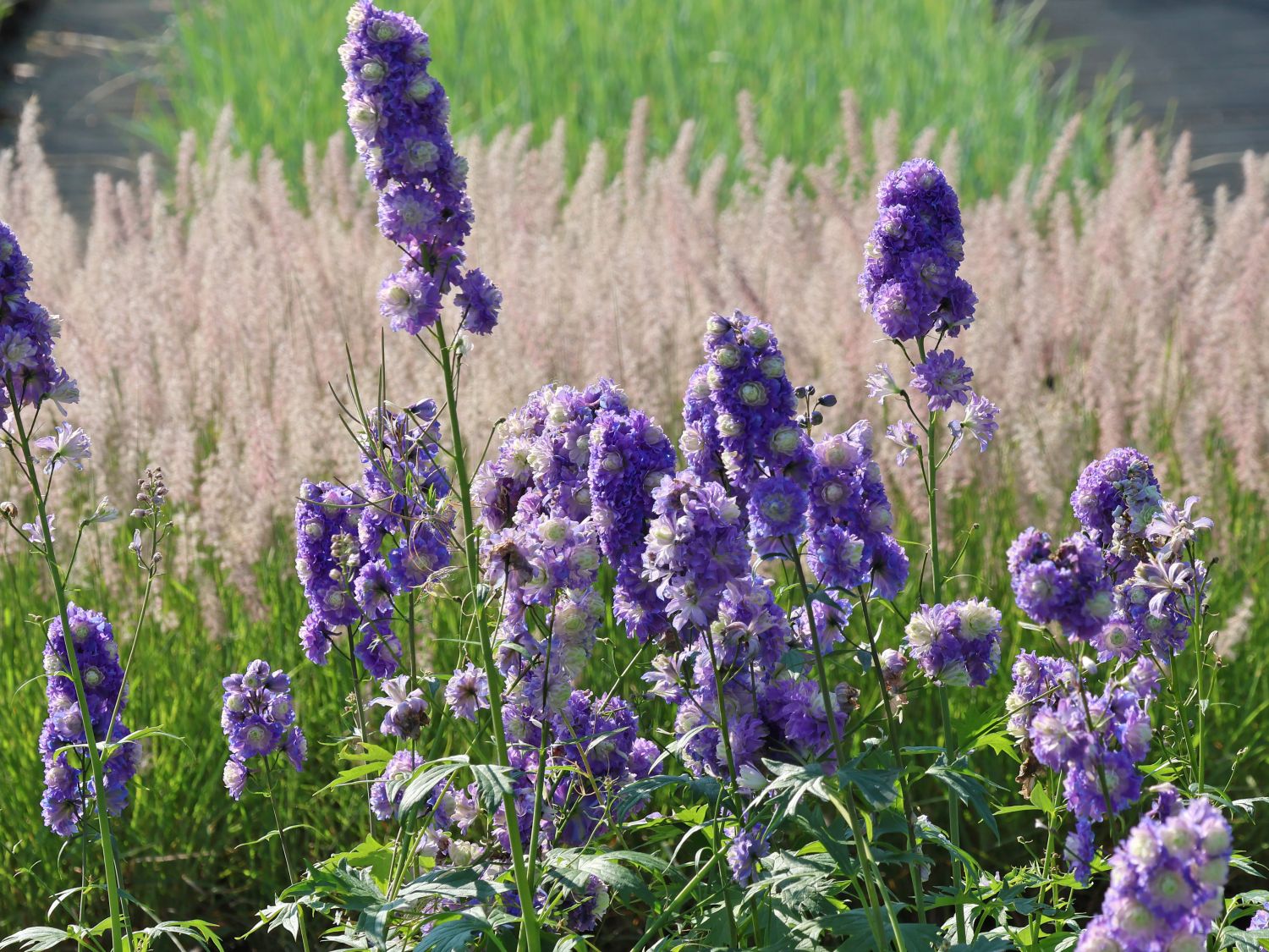 Hoher Rittersporn Highlander ® 'Bolero'